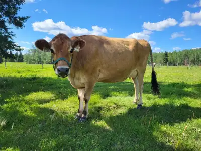 Born: June 21, 2021 - 5 years old We bought her in 2023 from a Dairy Farm. This lovely lady is easy...