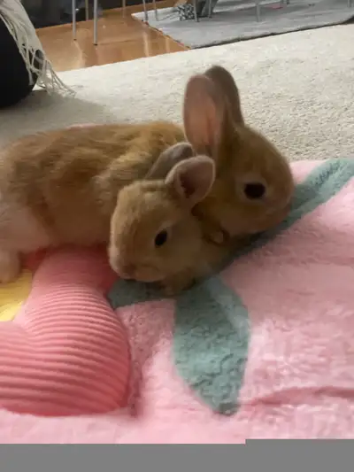 Baby Rabbits, View more