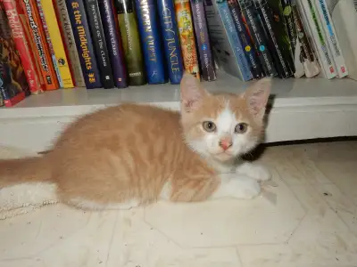8 Week Old Kittens for Sale, View more