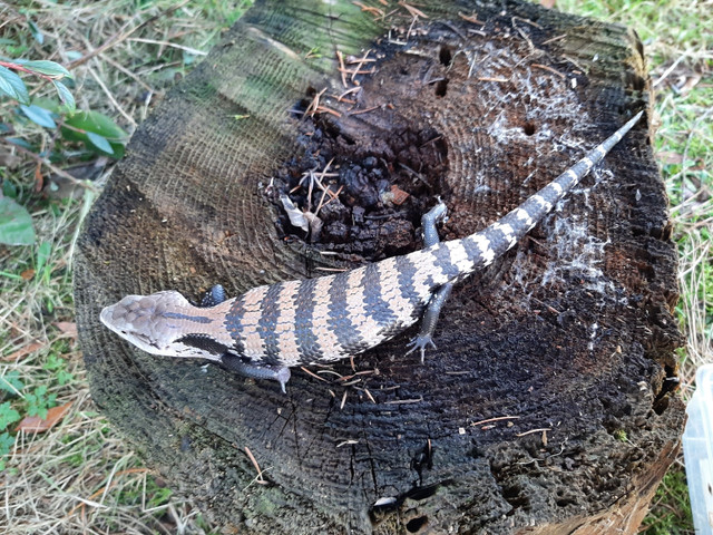 Juvenile Halmahera Blue Tongue Skinks for sale  in Reptiles & Amphibians for Rehoming in Delta/Surrey/Langley - Image 3