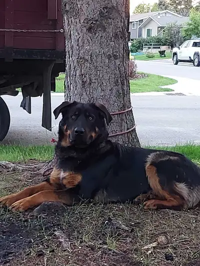 Bernese Mountain Dog / Shepherd Mix, View more