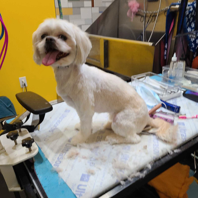 Dog grooming in Scarborough  in Animal & Pet Services in City of Toronto - Image 4