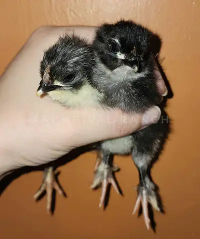 Maran Chicks, View more