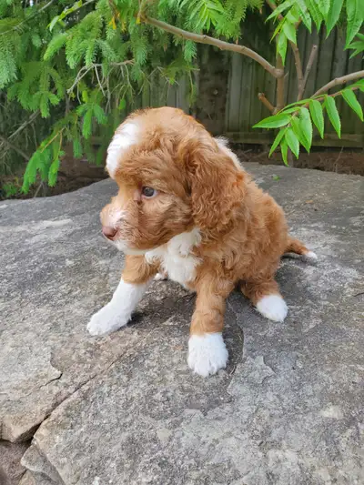 Miniature Bernedoodles, View more