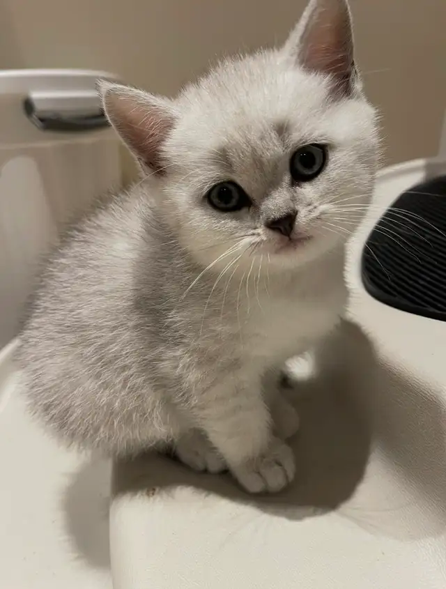 ❤️❤️Cute Purebred British/Scottish shorthair kittens in Cats & Kittens for Rehoming in City of Toronto - Image 6