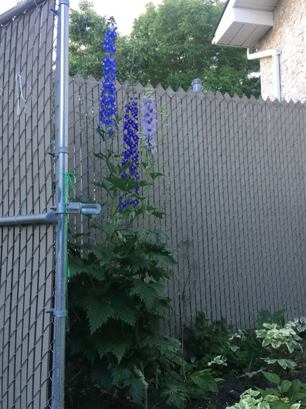 Delphinium seeds- blue, lavender, dark purple dans Plantes, engrais et terreaux  à Ville de Régina