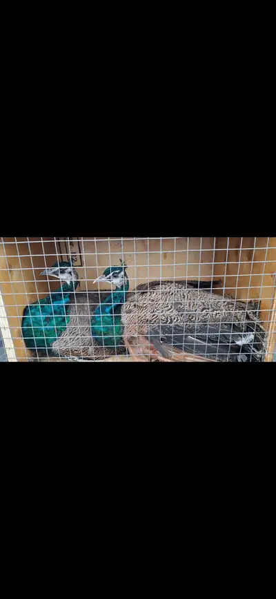Peacocks each, View more