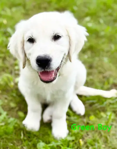 English Cream Golden Retriever Puppies CKC registered, View more
