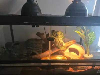 2 corn snakes, homed seperately and must remain separated tank wise. 5 year old Scaleless corn snake...