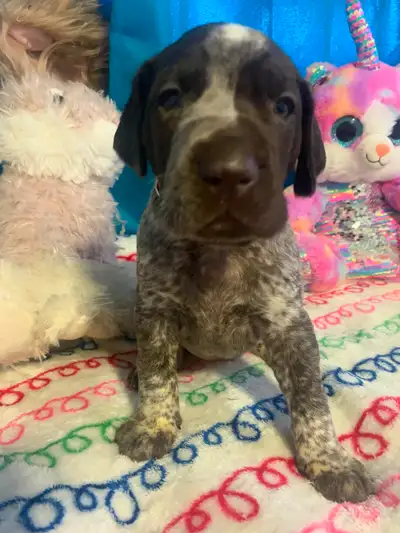 German Short Hair Pointers (Winnie), View more