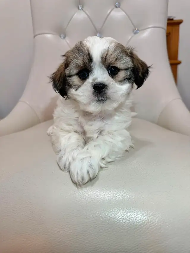 Malshi Puppies (Shih Tzu/Maltese) in Dogs & Puppies for Rehoming in City of Toronto - Image 8
