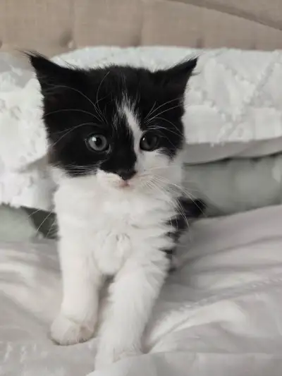 Je vend mon chaton Oreo c’est une femelle.Elle est très sociable et elle est autonome. Race: mixe en...