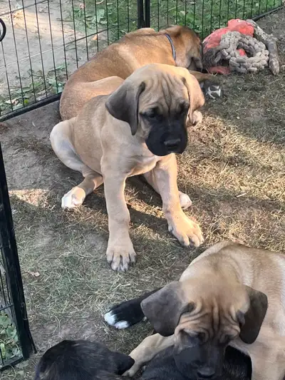 Serious inquiries only please Cane corso puppies for sale Born June 3/4 ready to go to their forever...