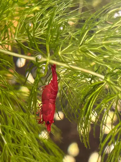 Bloody Mary Red Shrimp 3/$10(2-3cm) 5/$10 (1cm) Pickup at North Markham Lowball will be ignored