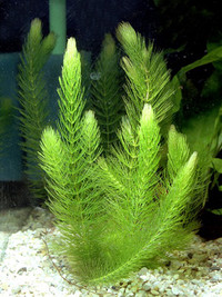 HORNWORT  plants for Aquariums