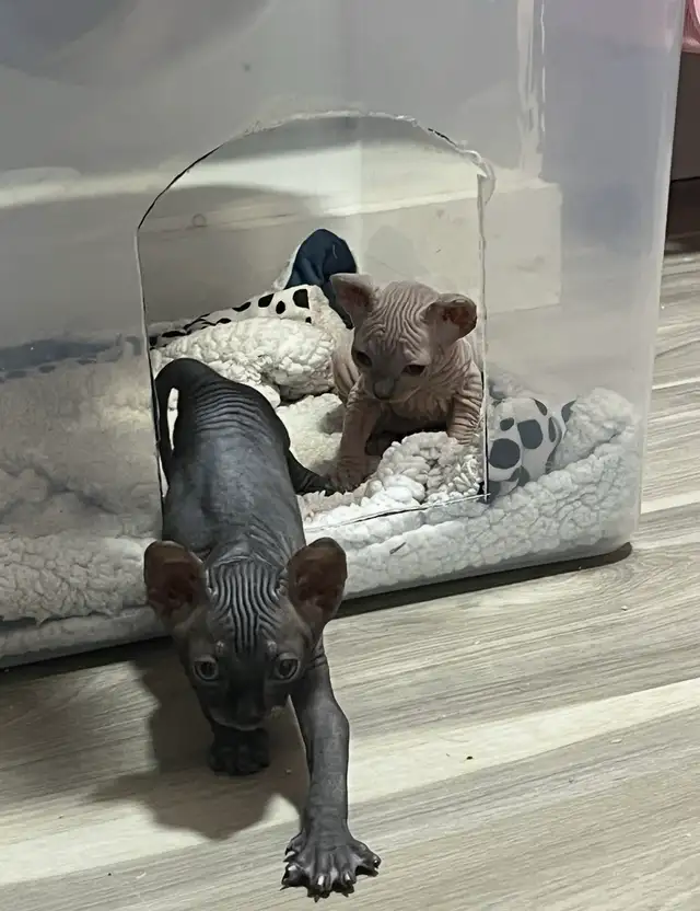 sphynx kittens in Cats & Kittens for Rehoming in Vernon - Image 10