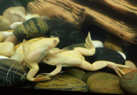 BEAUTIFUL ALBINO CLAWED FROG SPECIAL