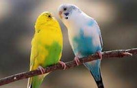 LOOKING FOR a FEMALE Fancy Budgie