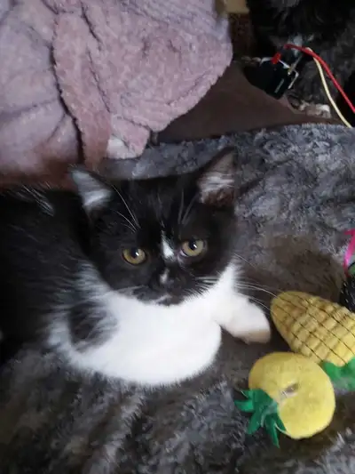 British shorthair kitten for sale, View more