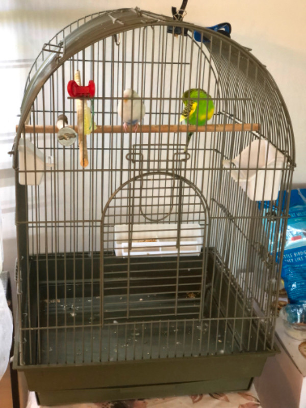 2 Budgies in Birds for Rehoming in Comox / Courtenay / Cumberland