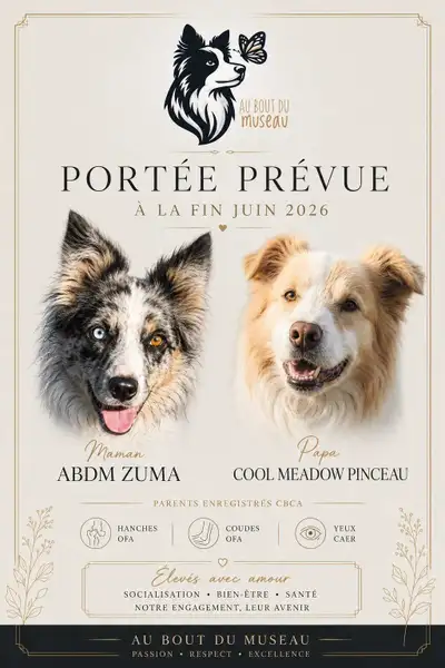 Chiots Border Collies, View more