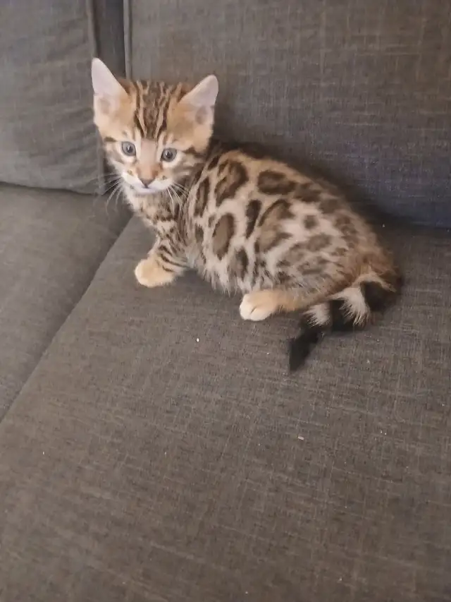 bengal pure race in Cats & Kittens for Rehoming in Laval / North Shore - Image 5