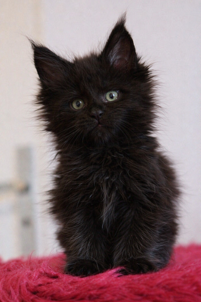 Purebred Black Smoke Maine Coon Kitten – Ready Now (1 Left), View more