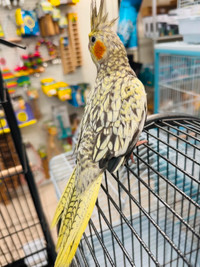 handfed baby pearl cockatiel with free medium cage at T T pets