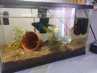 aquarium 5 gallon et son habitante, View more