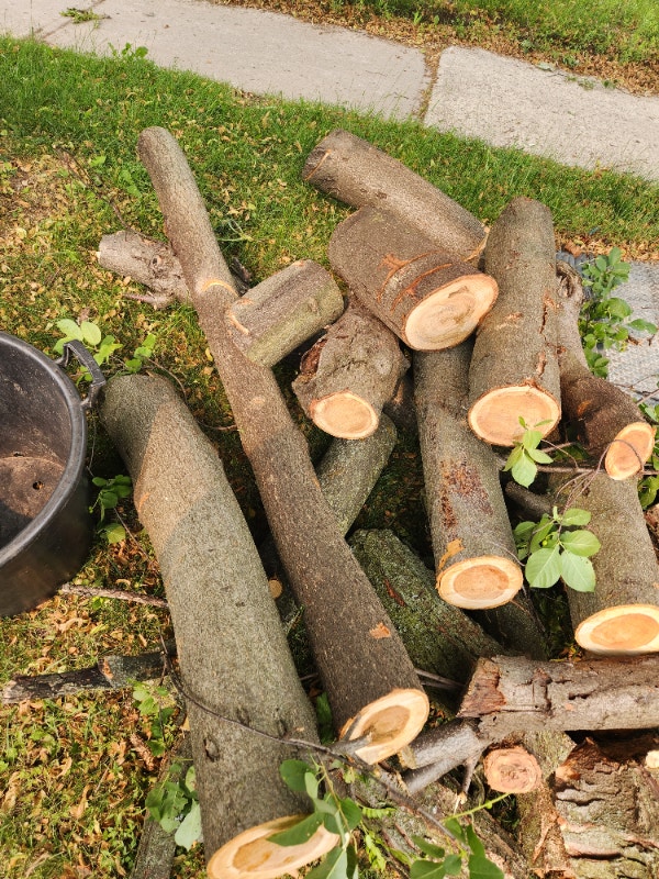 Free apple firewood 61 Dibgate Blvd SCARBOROUGH. Curbside Free