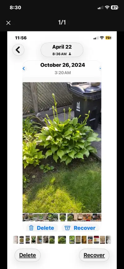 Large Hosta Spikes White Flowers , View more