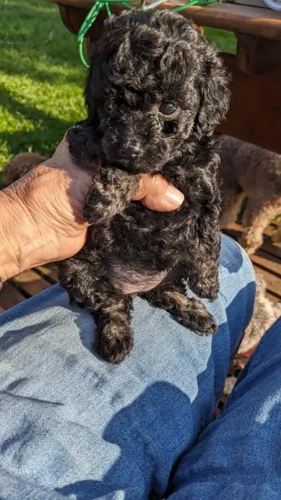 Very tiny toy poodle puppies, View more