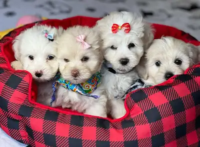 2 femelles maltipoo, View more