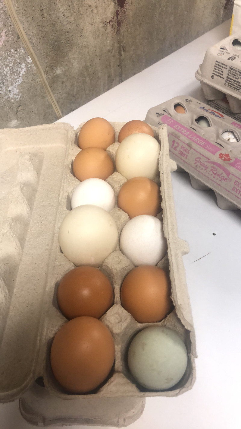 Farm fresh Eggs Forsale! Other London Kijiji