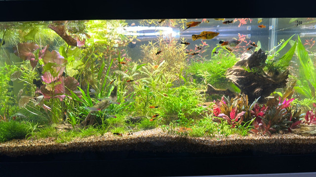 Tri color swordtail koi | Fish for Rehoming | Ottawa | Kijiji