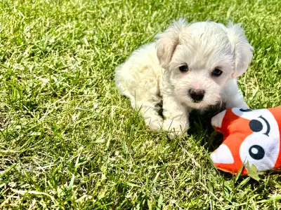 Maltese/Bichon ❤️ Bundle of SWEETHEART puppies ❤️ are looking for their new home . They are Ready to...