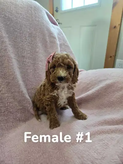 FB1 Mini Golden Doodles, View more