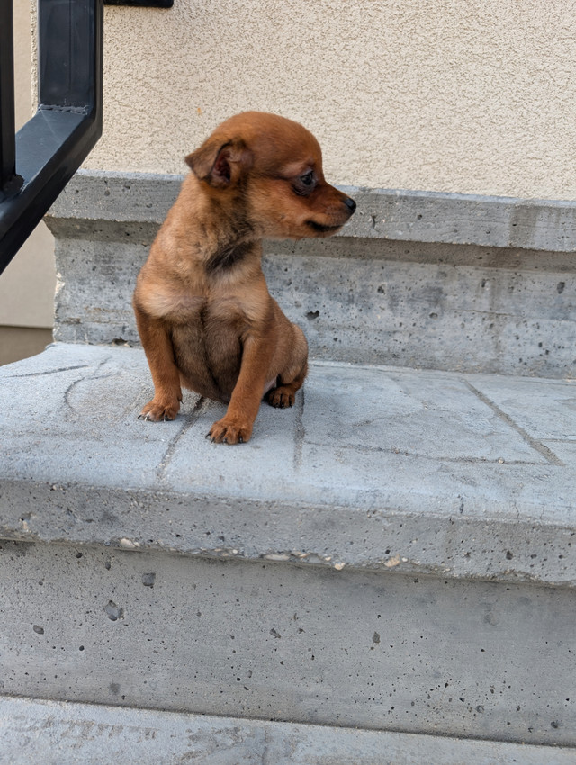 Pomeranian x miniature pinscher in Dogs & Puppies for Rehoming in Winnipeg - Image 2