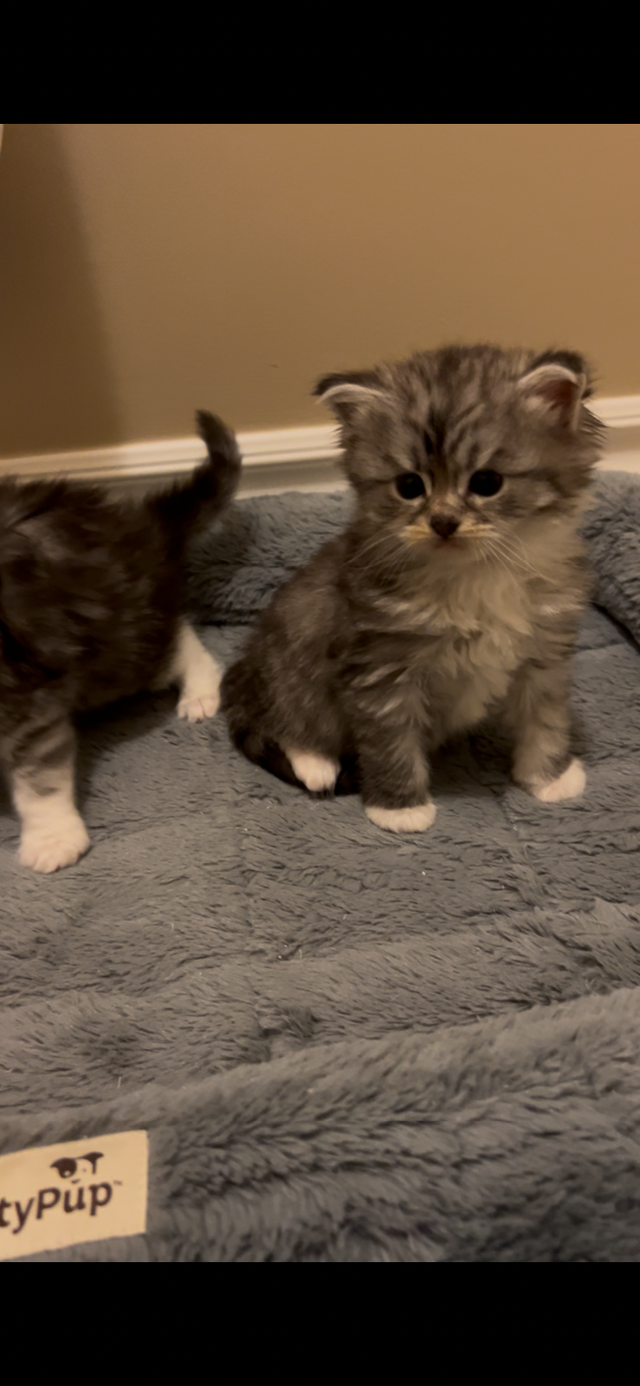 Chatons Sibériens enr Tica et Maine coon Enr Tica pures races