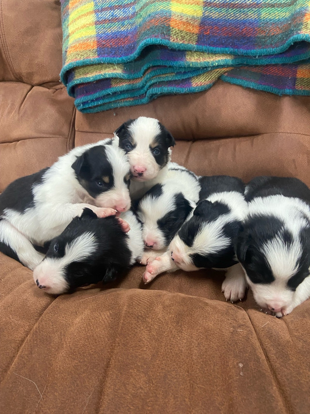 Purebred Border Collie Puppies in Dogs & Puppies for Rehoming in Moncton