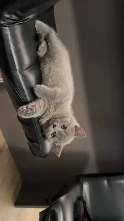 cutest scottish fold kitten, View more