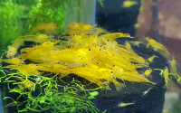 10 crevettes yellow king kong shimp