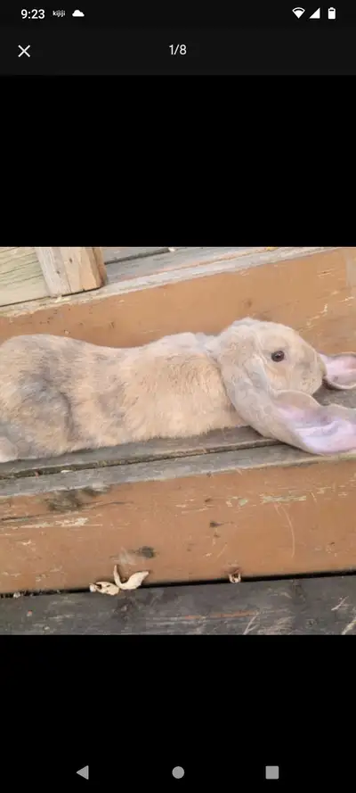 PUREBRED ENGLISH LOP BUNNIES, View more