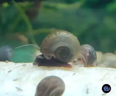 Brown Ramhorn Snail 2 for $1, View more