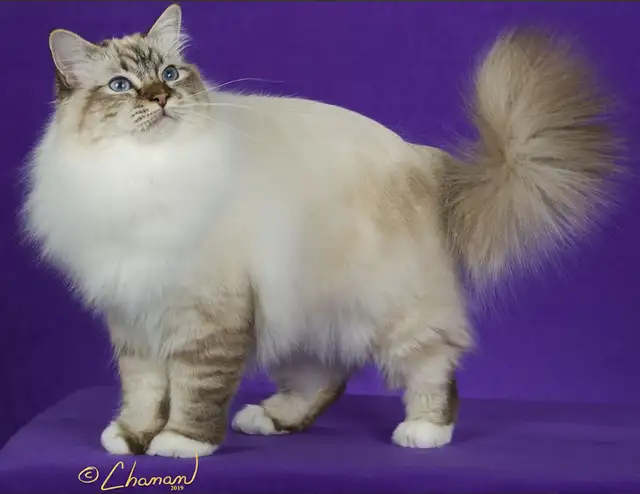 RARE Purebred Birman kittens