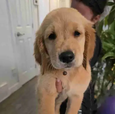Adorable Golden Retriever chiots puppies, View more