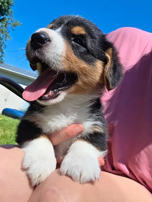 Chiots Corgi Pembrooke Welsh in Dogs & Puppies for Rehoming in Longueuil / South Shore - Image 3