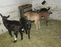 Baby goats for Sale