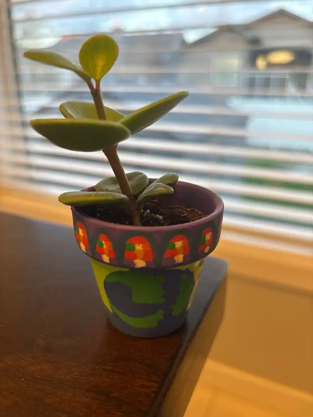 Plant with pot  in Puerto Rico in Canada - Image 3