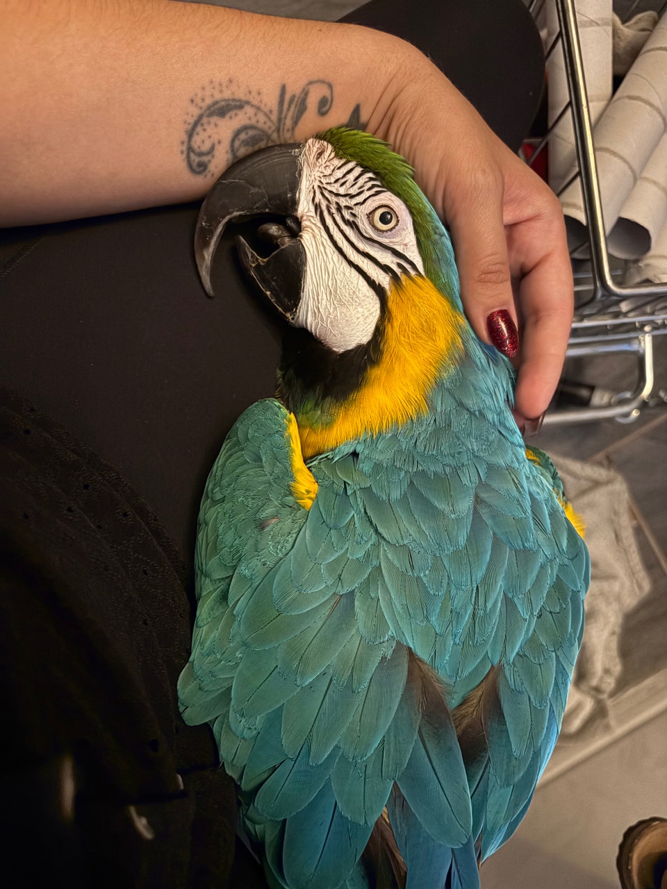 Blue and gold macaw male looking for a friend | Birds for Rehoming ...